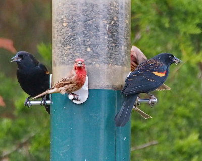 Red-winged Blackbirds, House Finches
