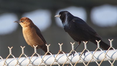 Boat-tailed Grackles