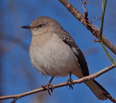 Northern Mockingbird