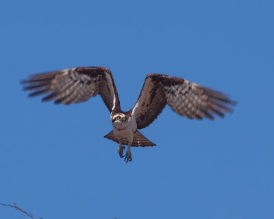Osprey, female