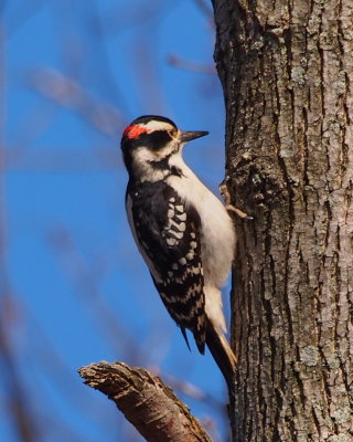 Hairy Woodpecker, male