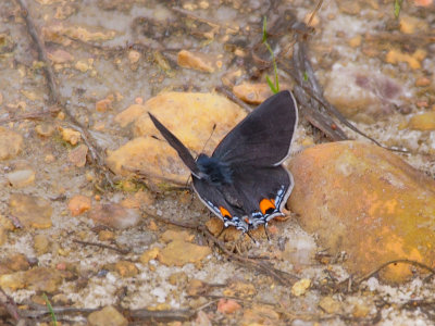 Grey Hairstreak