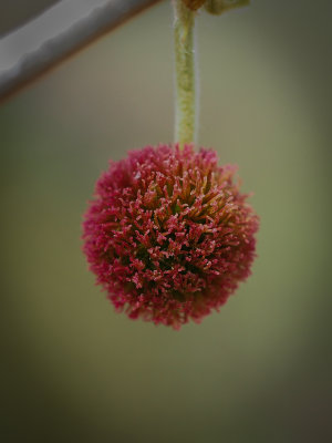 Sycamore tree flower