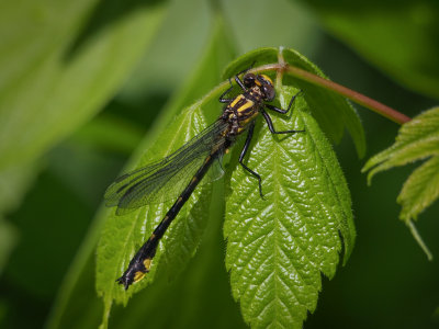 Spine-crowned Clubtail, male