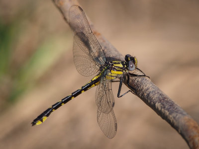 Spine-crowned Clubtail, female