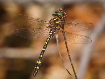 Twin-spotted Spiketail