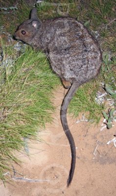 Banded Hare-wallaby