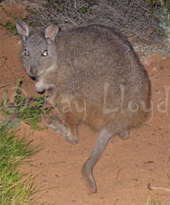 Rufous Hare-wallaby