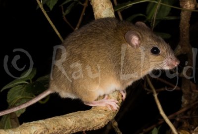 Fawn-footed Melomys