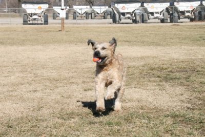 A very energetic and exuberant Cead Mile Failte Ceilidh (Mark & Ann Miles' Wheaton Terrier)   at Dog Park.jpeg