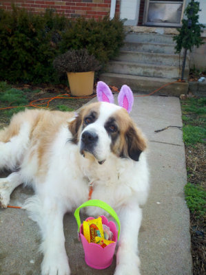 Sophie, a really sweet St. Bernard owned by Judith Palazzari-Easter 2013