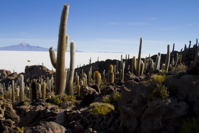Salar d'Uyuni. Les cactus de l'ile du Pescado