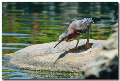 DSC_3955 copy.jpg