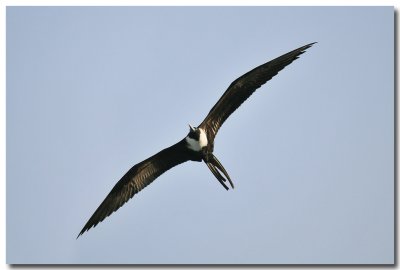Carribean Birds