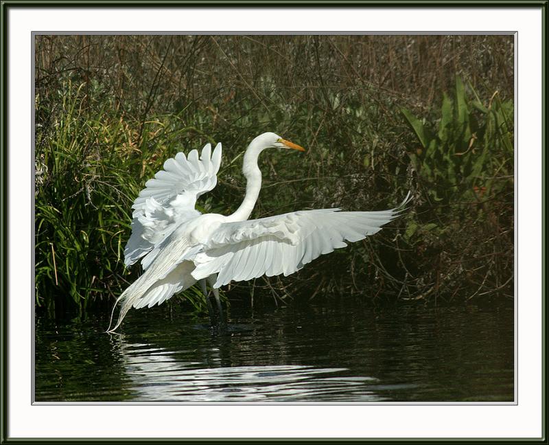 IMG_2333ps-web.jpg