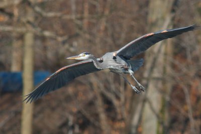 IMG_6289gbif.JPG