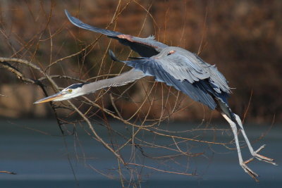 IMG_6300gbif.JPG