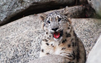 snow_leopatd_5670_1920s.jpg
