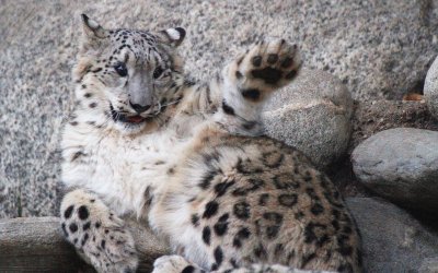 snow_leopard_5707_1920s.jpg