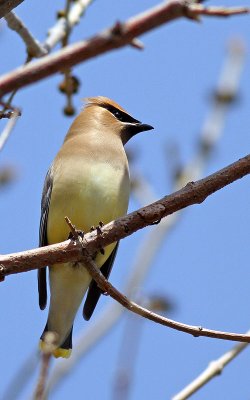 IMG_0118.jpg