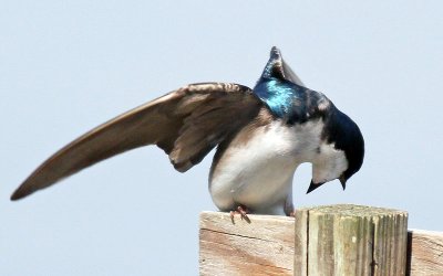 IMG_0201.jpg