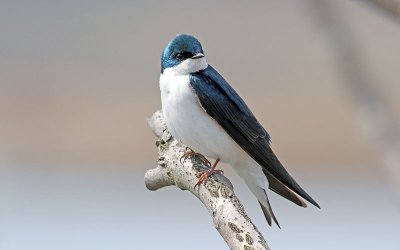 IMG_0274.jpg