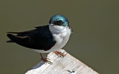 IMG_9998.jpg