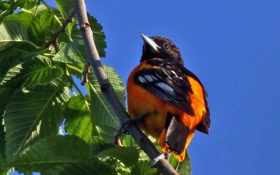 IMG_2606_sm.jpg