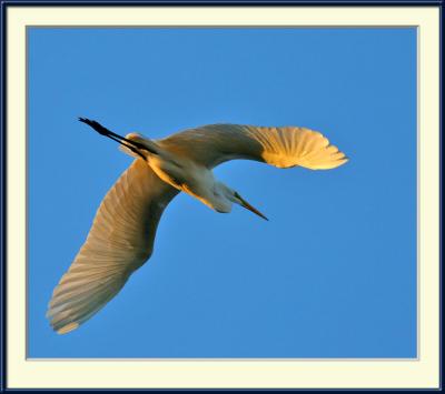 Great white egret at Sepulveda Dam in golden light, I