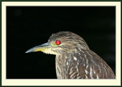 Black-crowned night heron taking the red eye