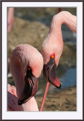 IMG_1052psweb.jpg