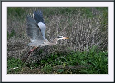 IMG_2807ps2web.jpg