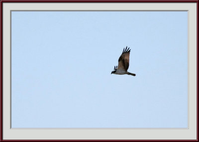 IMG_6061psf.jpg