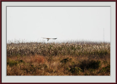 IMG_6070psf.jpg