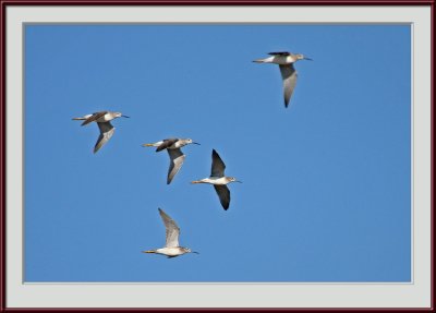 IMG_6158psf.jpg
