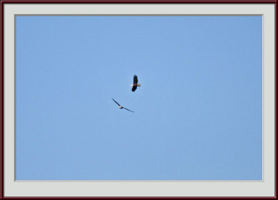 IMG_6170psf.jpg