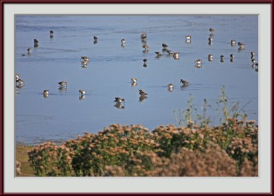 IMG_6285psf.jpg