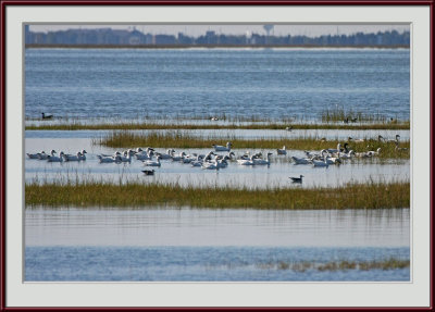 IMG_6290psf.jpg