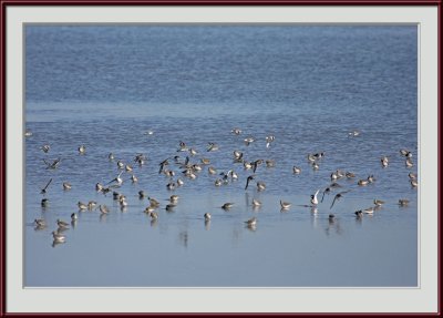 IMG_6320psf.jpg