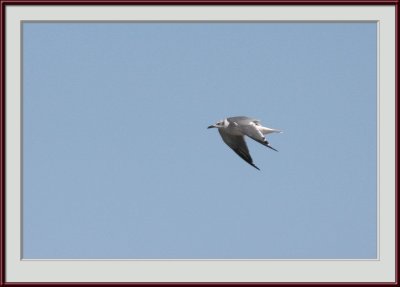 IMG_6326psf.jpg