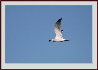 IMG_6334psf.jpg