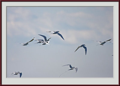 IMG_6353psf.jpg