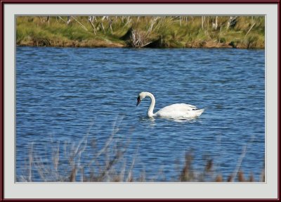 IMG_6418psf.jpg