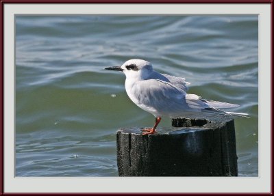 IMG_6436psf.jpg