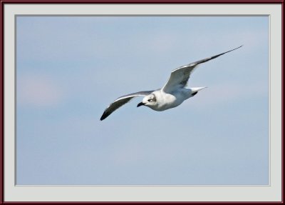 IMG_6497psf.jpg