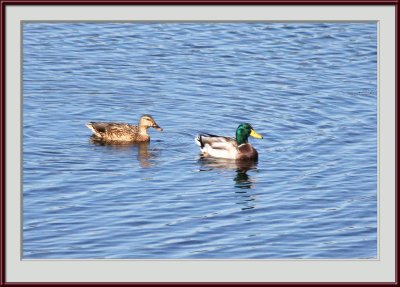 IMG_6692psf.jpg
