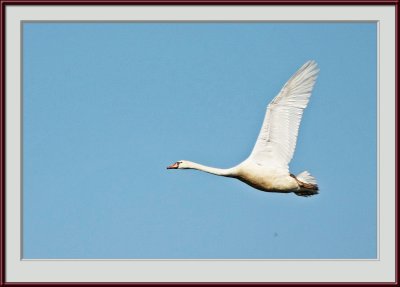 IMG_6707psf.jpg