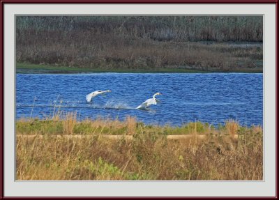 IMG_6780psf.jpg