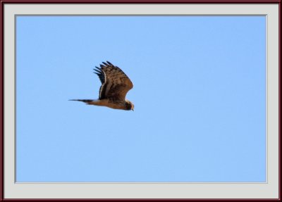 IMG_6798psf.jpg