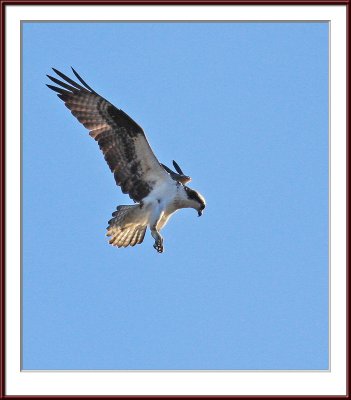IMG_5548psf.jpg